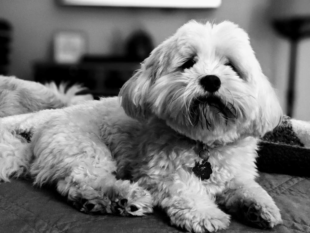 Havanese – foto 2