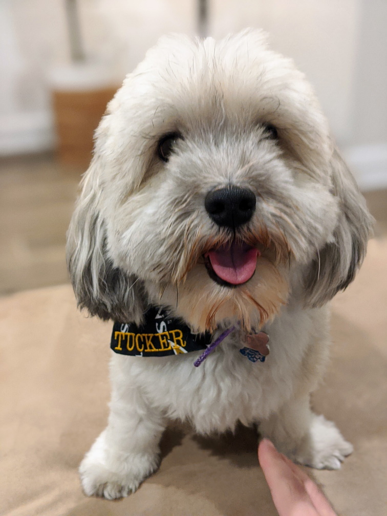 Havanese – foto 3