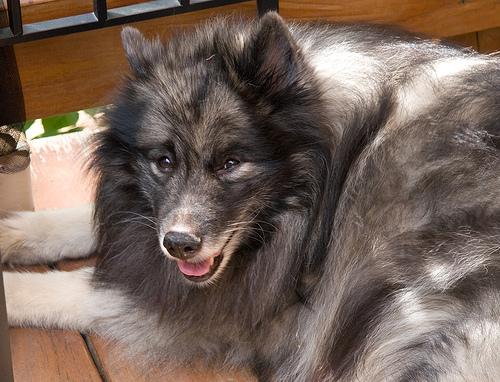 Spitz Alemão (Keeshond) – foto 3