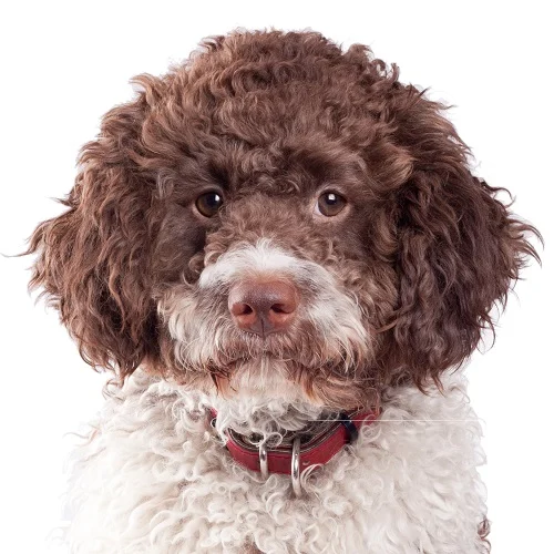 Lagotto Romagnolo
