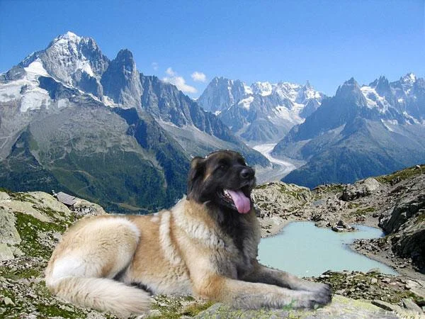 Leonberger