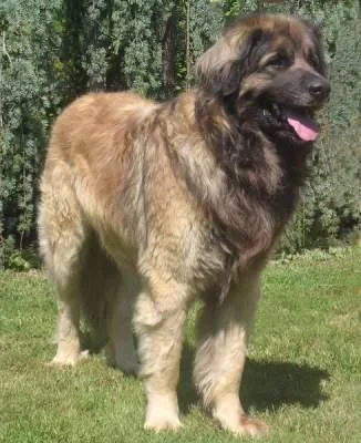 Leonberger – foto 3