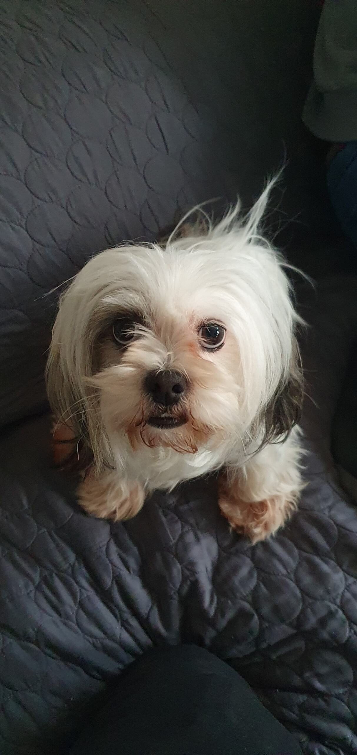 Lhasa Apso