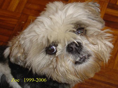 Lhasa Apso – foto 2