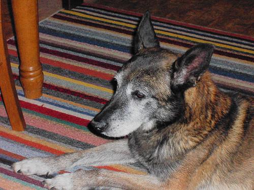 Malinois – foto 3