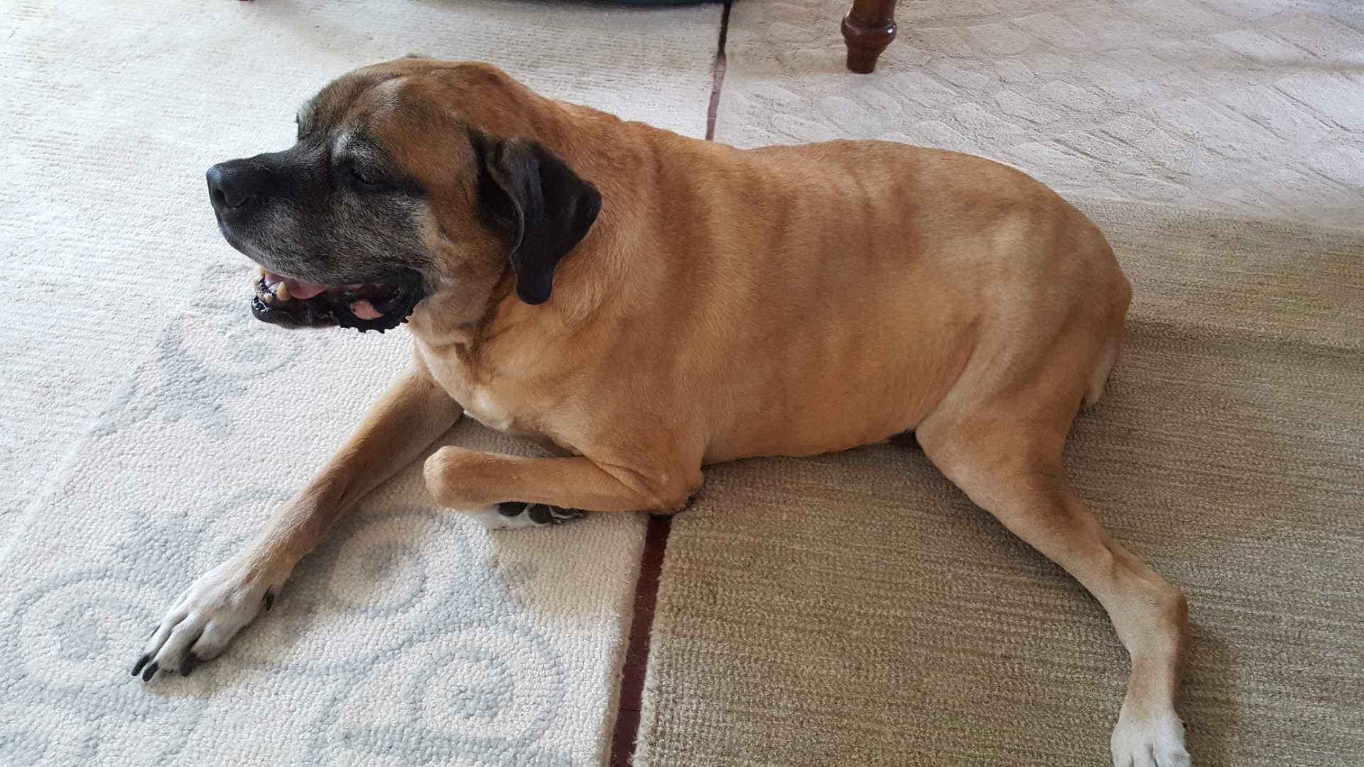 Mastiff Inglês