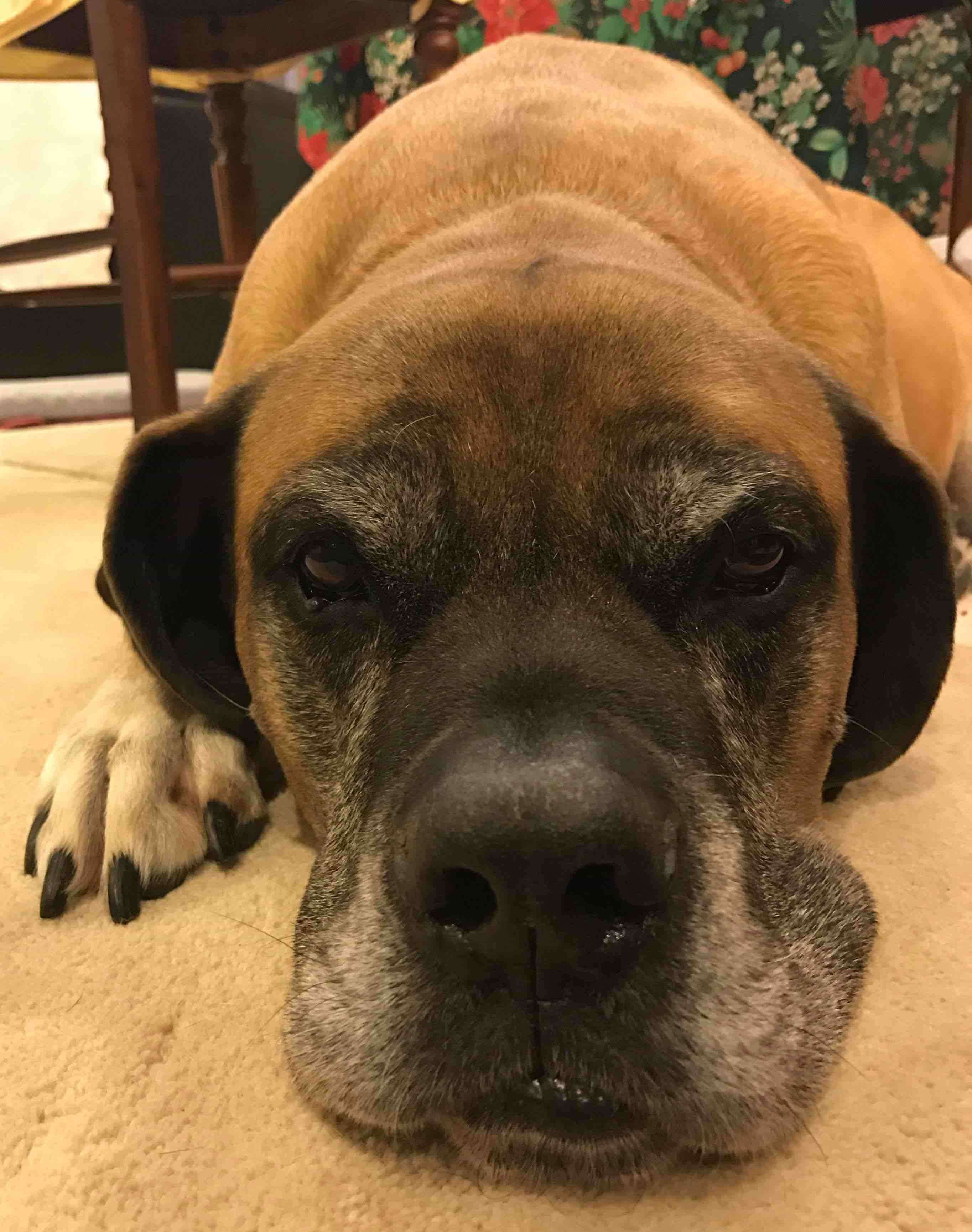 Mastiff Inglês – foto 2