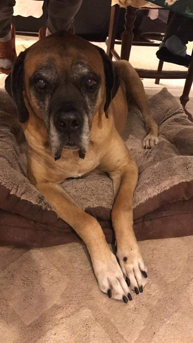 Mastiff Inglês – foto 3