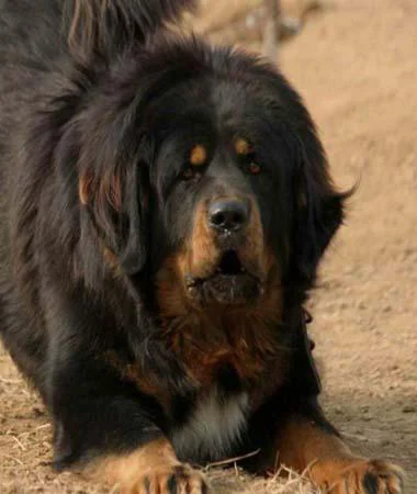 Mastiff Tibetano – foto 2