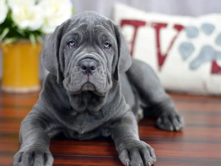Mastino Napoletano – foto 2