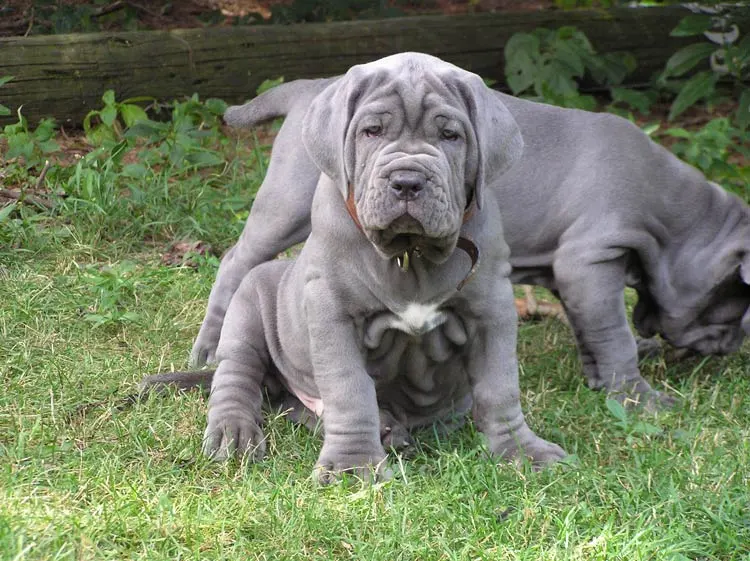 Mastino Napoletano – foto 3