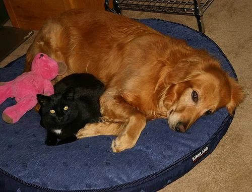 Nova Scotia Duck Tolling Retriever – foto 2