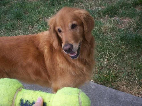 Nova Scotia Duck Tolling Retriever – foto 3