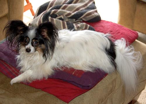 Papillon