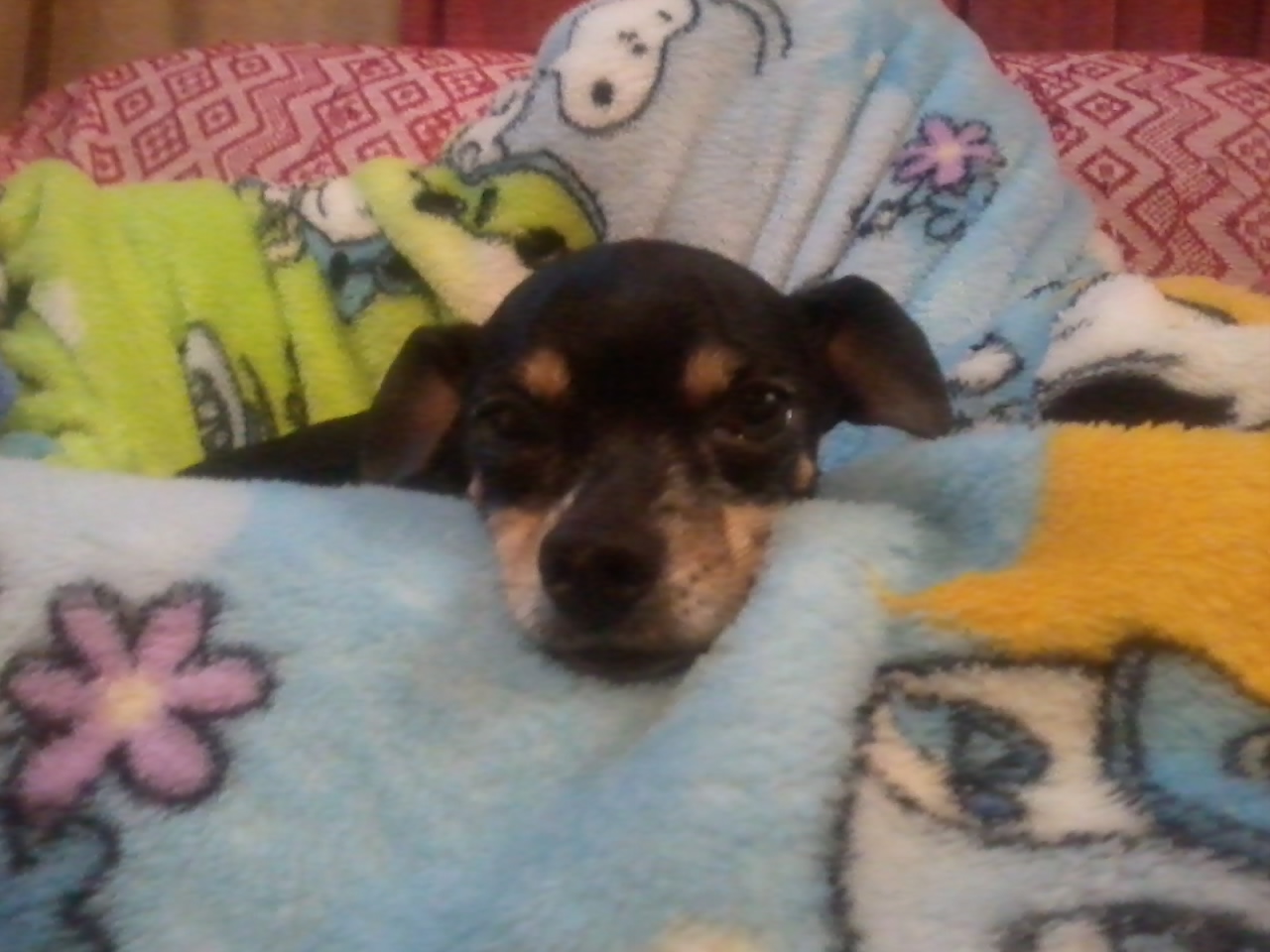 Pinscher Miniatura – foto 2
