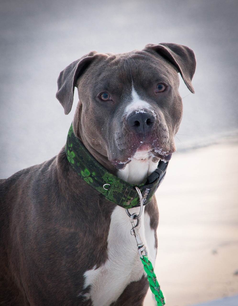 Pitbull