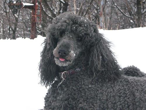 Poodle