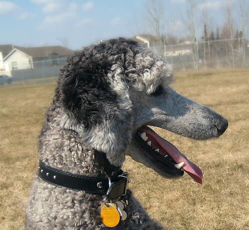 Poodle – foto 2