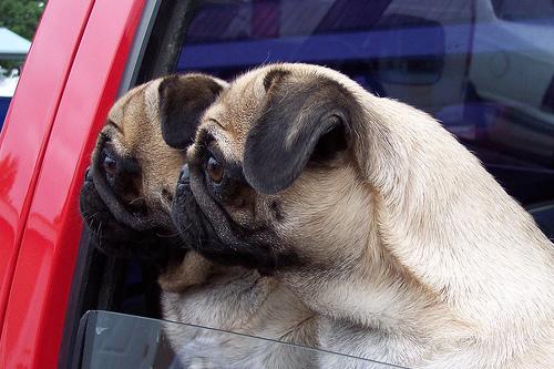 Pug — companheiro perfeito para vida urbana