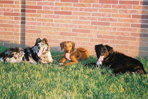 Ridgeback Rodesiano – foto 3