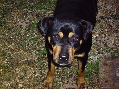 Rottweiler – foto 2