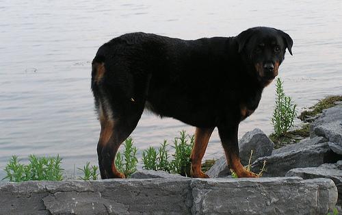 Rottweiler – foto 3