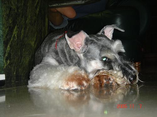 Schnauzer Miniatura – foto 2
