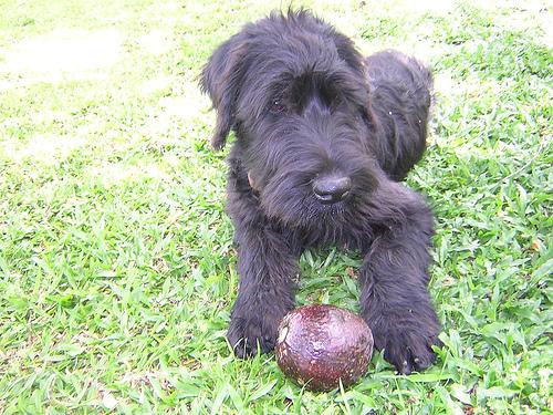 Schnauzer