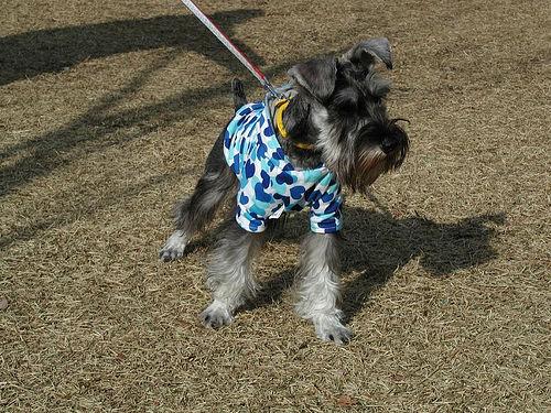Schnauzer – foto 2