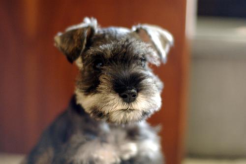 Schnauzer – foto 3