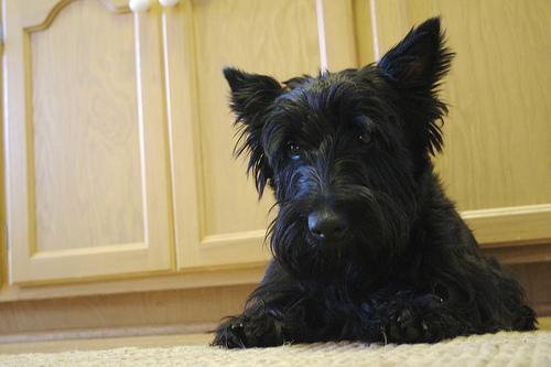 Scottish Terrier – foto 2