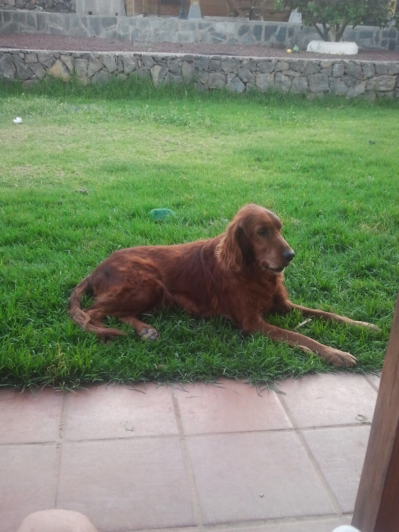 Setter Irlandês