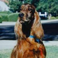 Setter Irlandês – foto 2