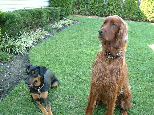 Setter Irlandês – foto 3
