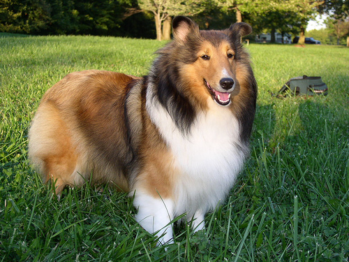 Sheltie – foto 2