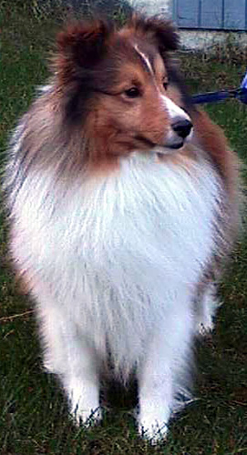 Sheltie – foto 3