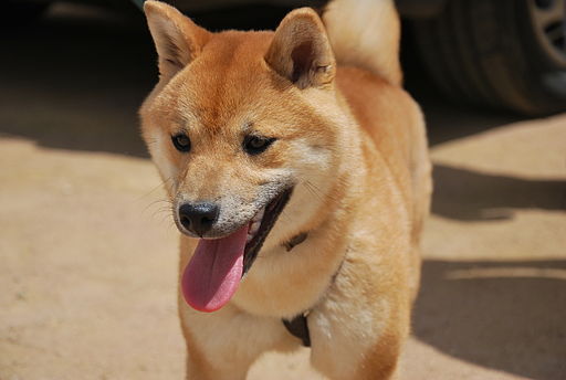 Shiba Inu – foto 2