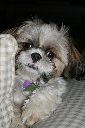 Shih Tzu