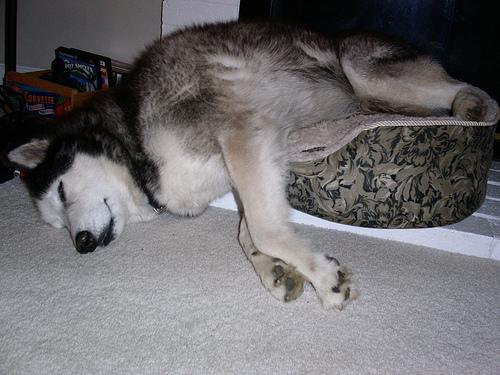 Siberian Husky – foto 2