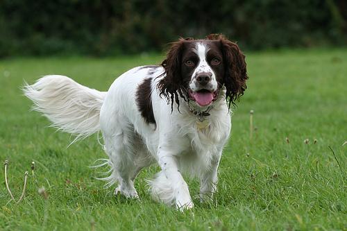 Springer Spaniel Inglês – foto 2