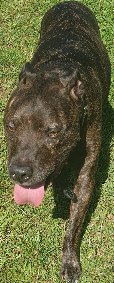 Staffordshire Bull Terrier