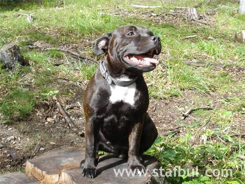 Staffordshire Bull Terrier – foto 2