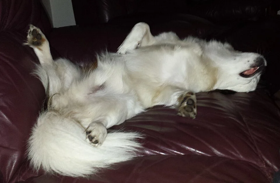Tibetan Spaniel – foto 3