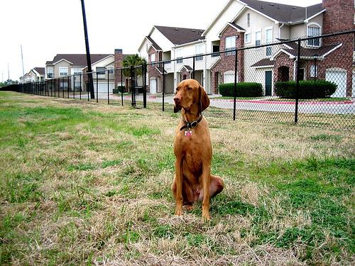Vizsla – foto 2