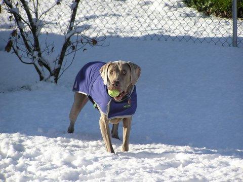 Weimaraner