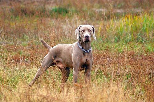 Weimaraner – foto 2