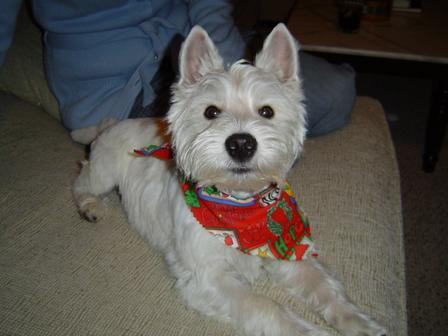 West Highland Terrier