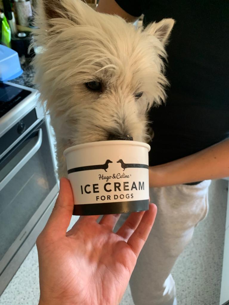 West Highland Terrier – foto 2