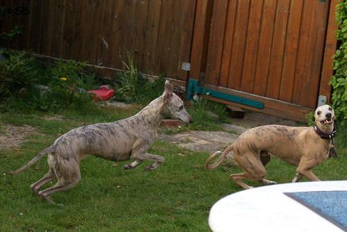 Whippet – foto 3