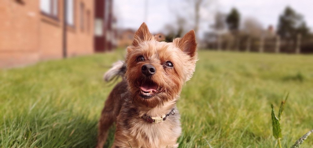 Yorkshire Terrier